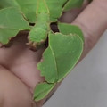 Science girl - The incredible camouflage of a leaf insect [1844751388280242176].mp4