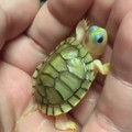She is so tiny and beautiful - turtle.mp4
