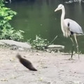 Shows that animals have also feelings 🥰 [1268203264265862].mp4
