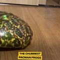 The Chubbiest Pacman Frogs [1407600933487411].mp4