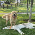 This dog is okay. That's just how weird this dog is.jpg