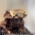 Video by 1minuteanimals [DGjcmvKN9PU].mp4