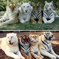 all four tigers.jpg