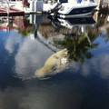 alligator riding a manatee.jpg