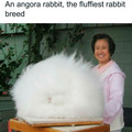 angora_rabbit.jpg