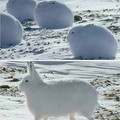 arctic hares.jpg