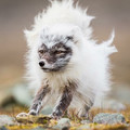 arctic_fox.jpg