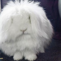 bunny.jpg