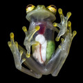 clear frog.jpeg