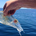 clearfish.jpg