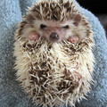 close-up-on-hedgedogs01.jpg
