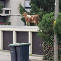 cow on wall.jpg
