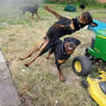 crazy dogs.png
