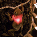 cuban-tree-frog_3627_990x742.jpg