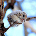 cute_animal.jpg