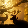 deer_2.jpg