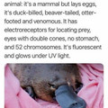 duck-billed platypus.jpg