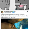 elephant with sea lion.jpg