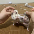 fighting rats.jpg