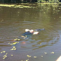 florida alligator 2.jpg
