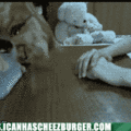 funny-animal-gifs-gimme-a-hand-with-this.gif