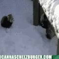 funny-animal-gifs-not-exactly-terrifying.gif