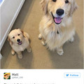 funny-dog-tweets-5-5821a7473d60e-png_700.jpg