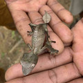 gekko in madagascar.jpg