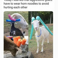 goats with pool noodles.jpg