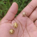 golden tortoise beetles.mp4