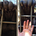 gorilla hand size.jpg