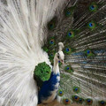 half_albino_peacock.jpg