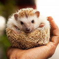 hedgehog-day1-e1422787687319-804x382.jpg