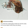 hermit crab.png