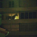 horse 3.jpg