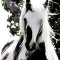 horse.jpg
