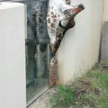 important-funny-cute-animal-pics-681c68ffc7520__700.jpg