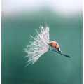 ladybug_dandelion.jpg