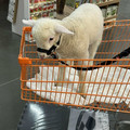 lamb.jpg