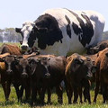 large cow.jpg