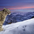 lion_and_mountains.jpg