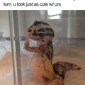 lizard.jpg