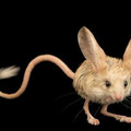 long-eared_jerboa.jpg