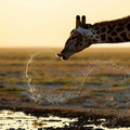main-qimg-b3ddb5d4fc6061a9e99cd60e24b5b9f3.jpeg