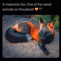 melanistic fox.jpeg