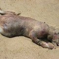 montauk monster.jpg