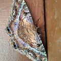 moth_12.jpg