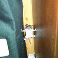 mouse.jpg