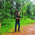 mr-king-cobra.jpg