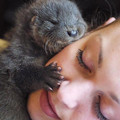 otter_face.jpg
